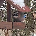 Bursztynowa 1 3* Sztutowo