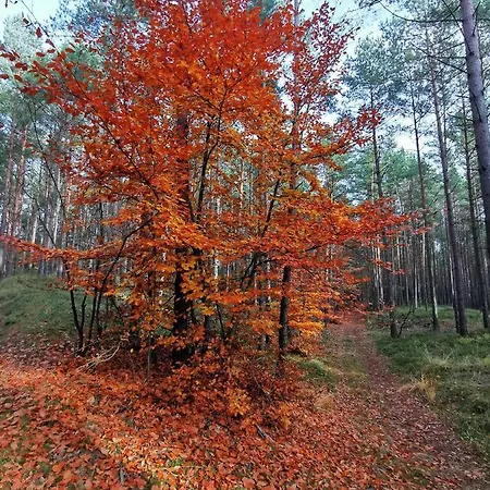 Bursztynowa 1 Penzion