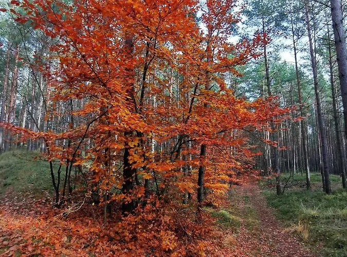 Bursztynowa 1 Pensjonat