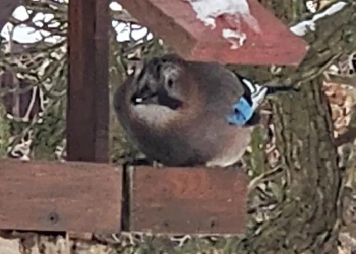 Bursztynowa 1 3* Sztutowo